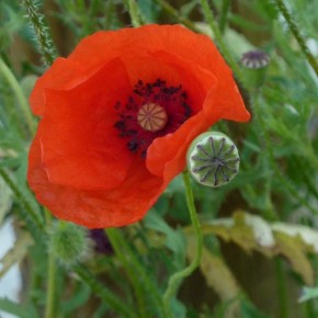 Gentil coquelicot, Mesdames !