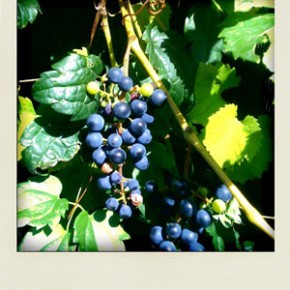 Les vendanges !